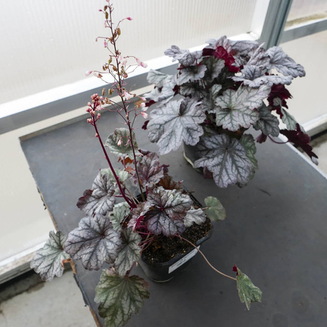 Żurawka ogrodowa Frosted Purple (C2)