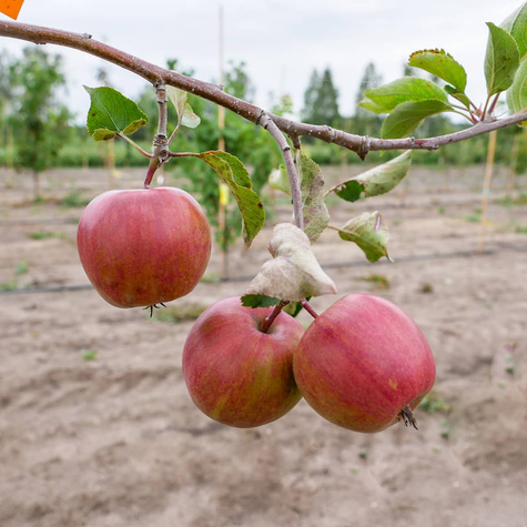 Jabłoń Munka Plant Pack