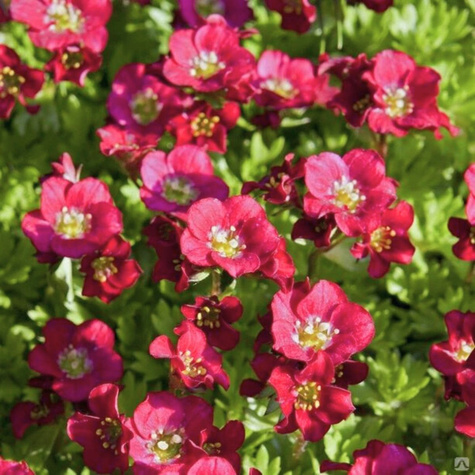 Skalnica Solution Peter Pan (C2)