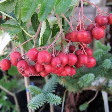 Jarzębina Jarząb Titan