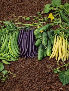 Zestaw Nasion Warzywa Pnące