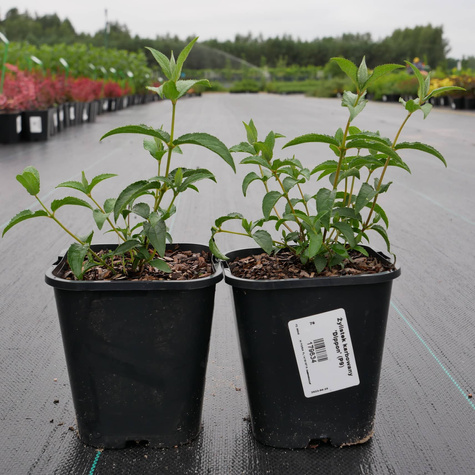 Żylistek karbowany Dippon (C2)