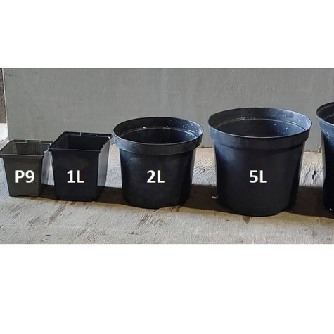 Doniczka produkcyjna P9 plastikowa 9x9