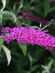 Budleja Dawida African Queen (P9)