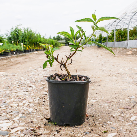 Budleja Dawida Free Petite Tutti Frutti miniaturka (C2)