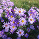 Aster sercolistny Silver Spray fioletowy (P9)