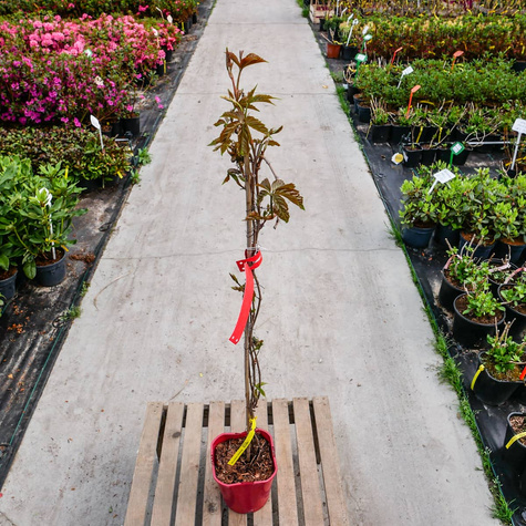 Winobluszcz pięciolistkowy Redwal Troki