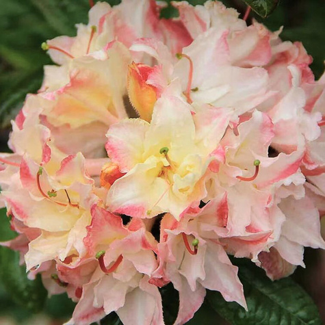 Azalia wielkokwiatowa wielobarwna (C2)