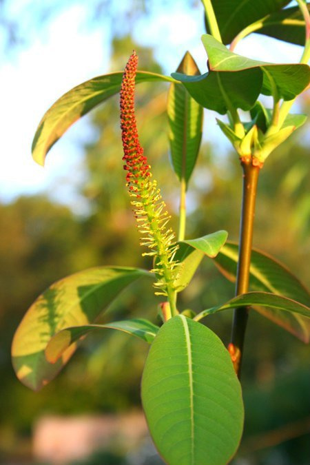 Wierzba wspaniała Magnifica szczepiona na pniu
