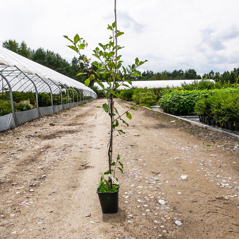 Kruszyna MIODODAJNA (C2)