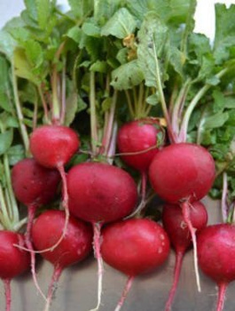 ZESTAW ALLEGRO Rzodkiewka Carmen wczesna 10g