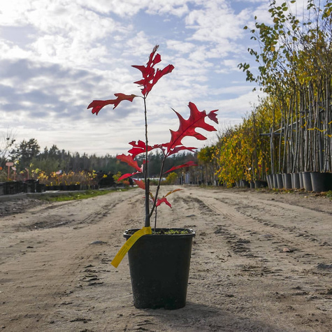 Dąb burgundzki frędzelkowy Wiatrochron (C2)
