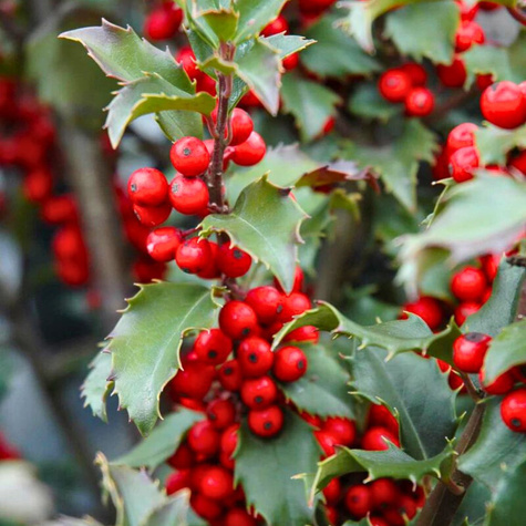 Ostrokrzew Blue Princess żeński (C2)