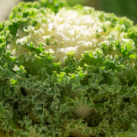 Kapusta Ozdobna biała Karbowana SADZONKA Królowa Jesieni