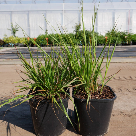 Trzęślica modra Moorflamme (C2)