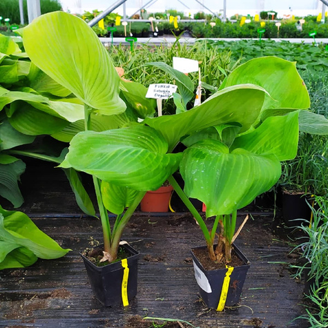 Funkia Hosta Sum and Substance (C2)