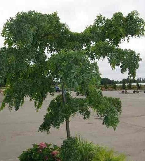 Robinia akacjowa Twisty Baby Pa200 szczepiona na pniu
