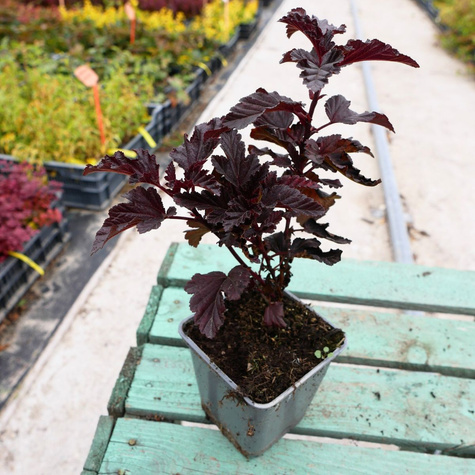 Pęcherznica kalinolistna Sweet Dream (P9)