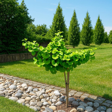 Miłorząb dwuklapowy Troll Szczepiony Na Pniu