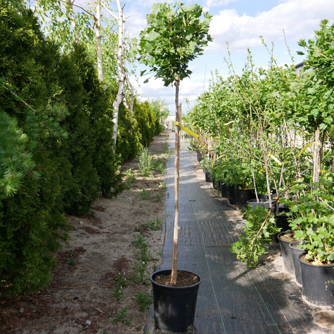 Agrest biały Mucurines na pniu w doniczce (C2)