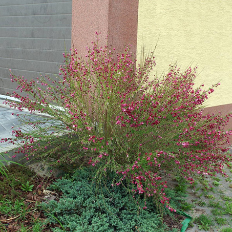 Szczodrzeniec Żarnowiec miotlasty Boskoop Ruby (C2)