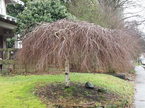 Brzoza brodawkowata Youngii szczepiona na pniu (Pa 100, obw. 6/10, H-150)