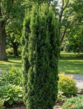 Cis pośredni Wojtek