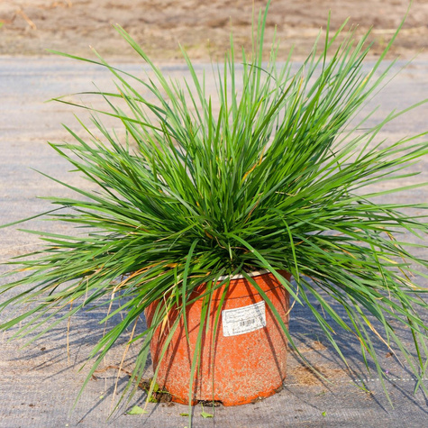 Śmiałek Darniowy Goldschleier (C2)