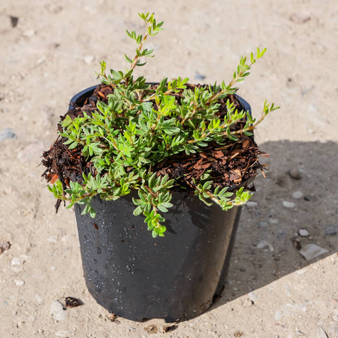 Pięciornik krzewiasty 'Bella Bianca' (C2)