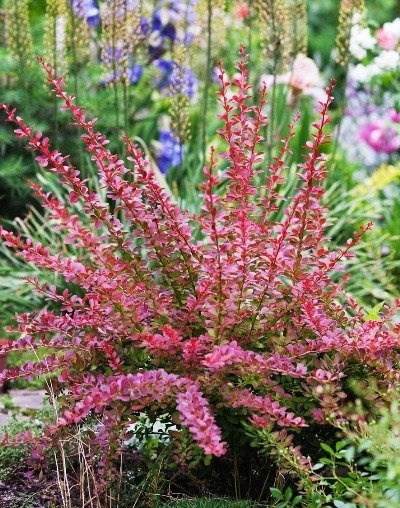 Berberys Thunberga Red Carpet Czerwony Płożący (C2)