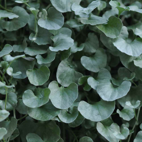 Dichondra srebrzysta Piękna Wodospad