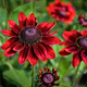 Rudbekia Cherry Brandy (C2) 