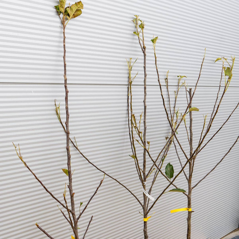 Jabłoń Elstar Plant Pack