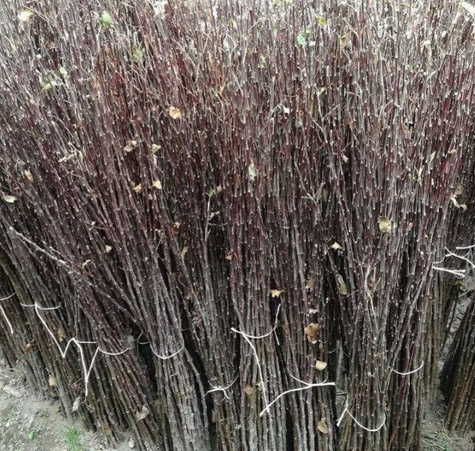 Podkładka Jabłoni M26 Silnie Rosnąca Plant Pack