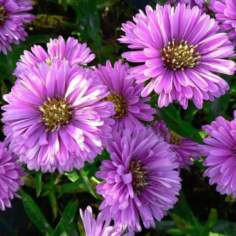 Aster nowobelgijski Patricia Ballard (C2)