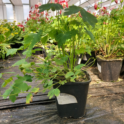 Orlik Earlybird Red White (C2)