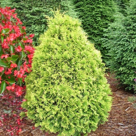 Thuja Tuja Żywotnik zachodni Yellow Ribon (C2)