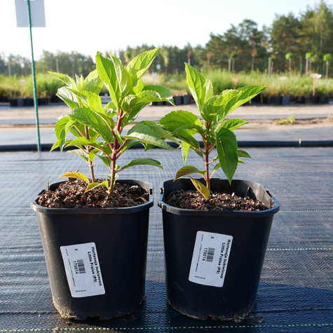 Hortensja bukietowa Little Fraise (C2)