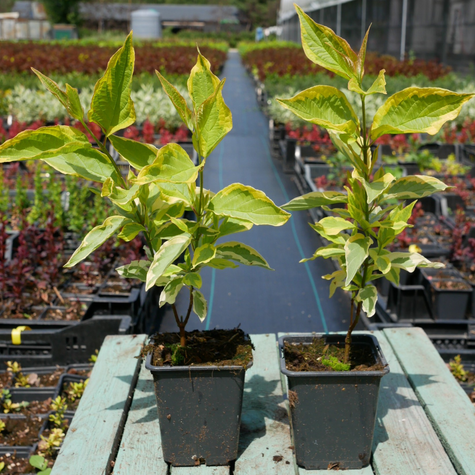 Dereń biały Spaethii (P9)