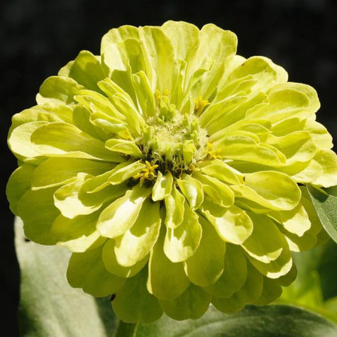 Cynia daliowa Envy 1g