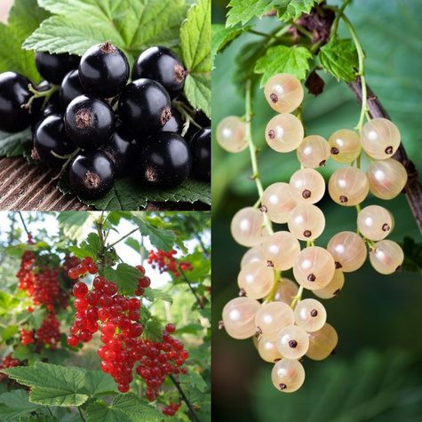 Zestaw Porzeczkowa Rozkosz Plant Pack