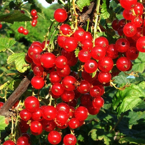 Porzeczka czerwona Rolan na pniu w doniczce