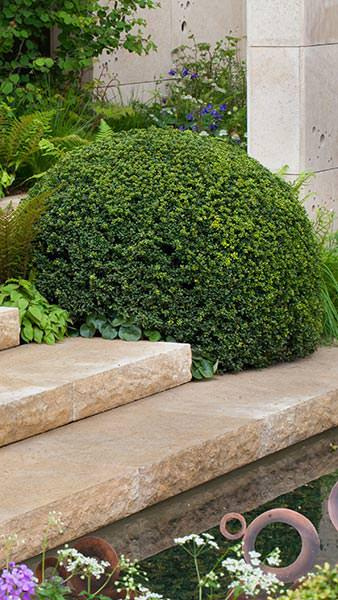 Ostrokrzew bukszpanowy karbowanolistny Stokes (C2)