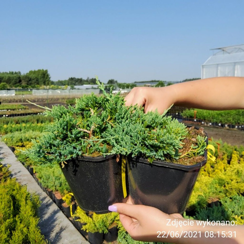 Jałowiec płożący Wiltonii (C2)