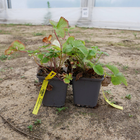 Poziomka Duże Owoce Całe Lato (C2)