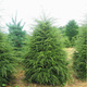 Choina kanadyjska  (P9)