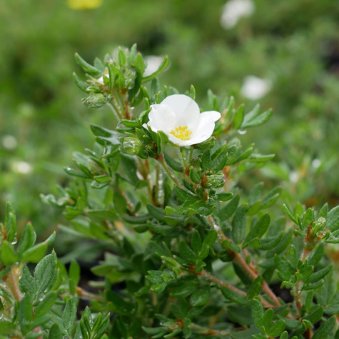 Pięciornik krzewiasty 'Bella Bianca' (C2)