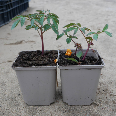 Piwonia chińska Paeonia Sarah Bernhardt (C2)