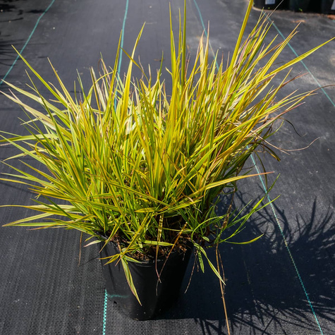 Wyczyniec łąkowy Aureovariegatus