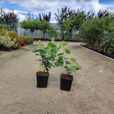 Lipa szerokolistna (C2)